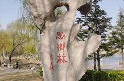“潍”美游园 “坊”间探幽丨相思树桑梓情！思乡林里藏着更好潍坊生机勃发的春天_相思树图片