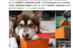 中国网红宠物,中国宠物界的明星风采