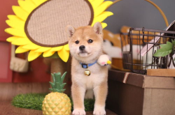 网红小柴犬,萌宠界的明星风采